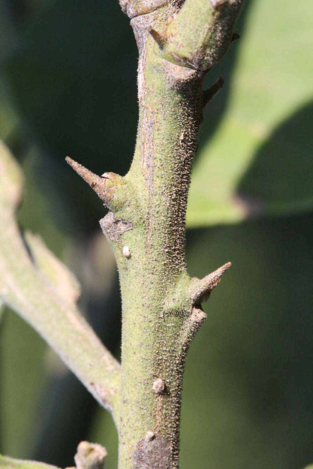            First year twig (Riverside, CA)   